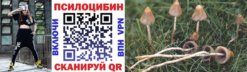 Псилоцибиновые грибы Psilocybine cubensis  Тутаев 